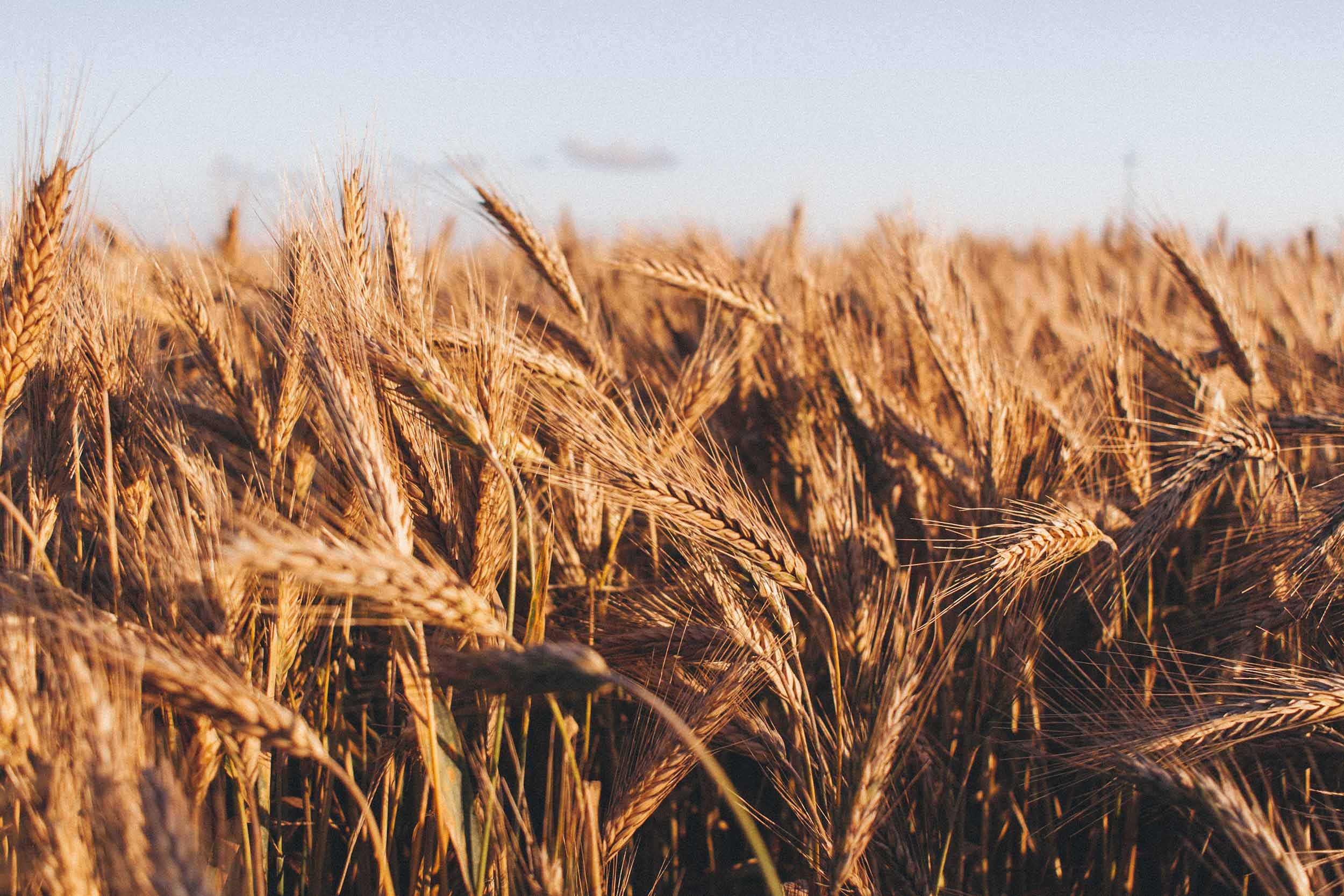 harvest festival crops