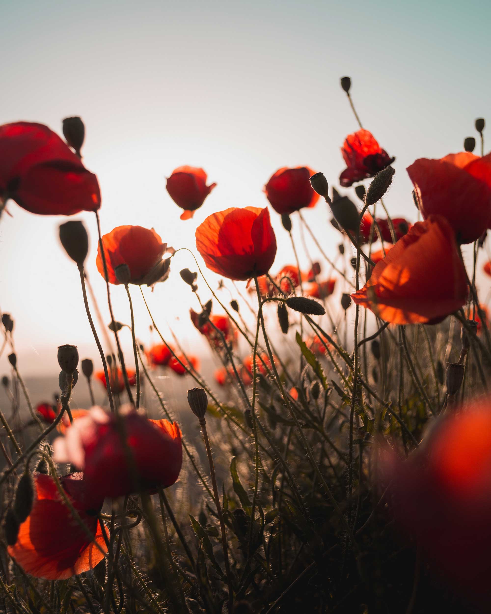 Poppies in the field