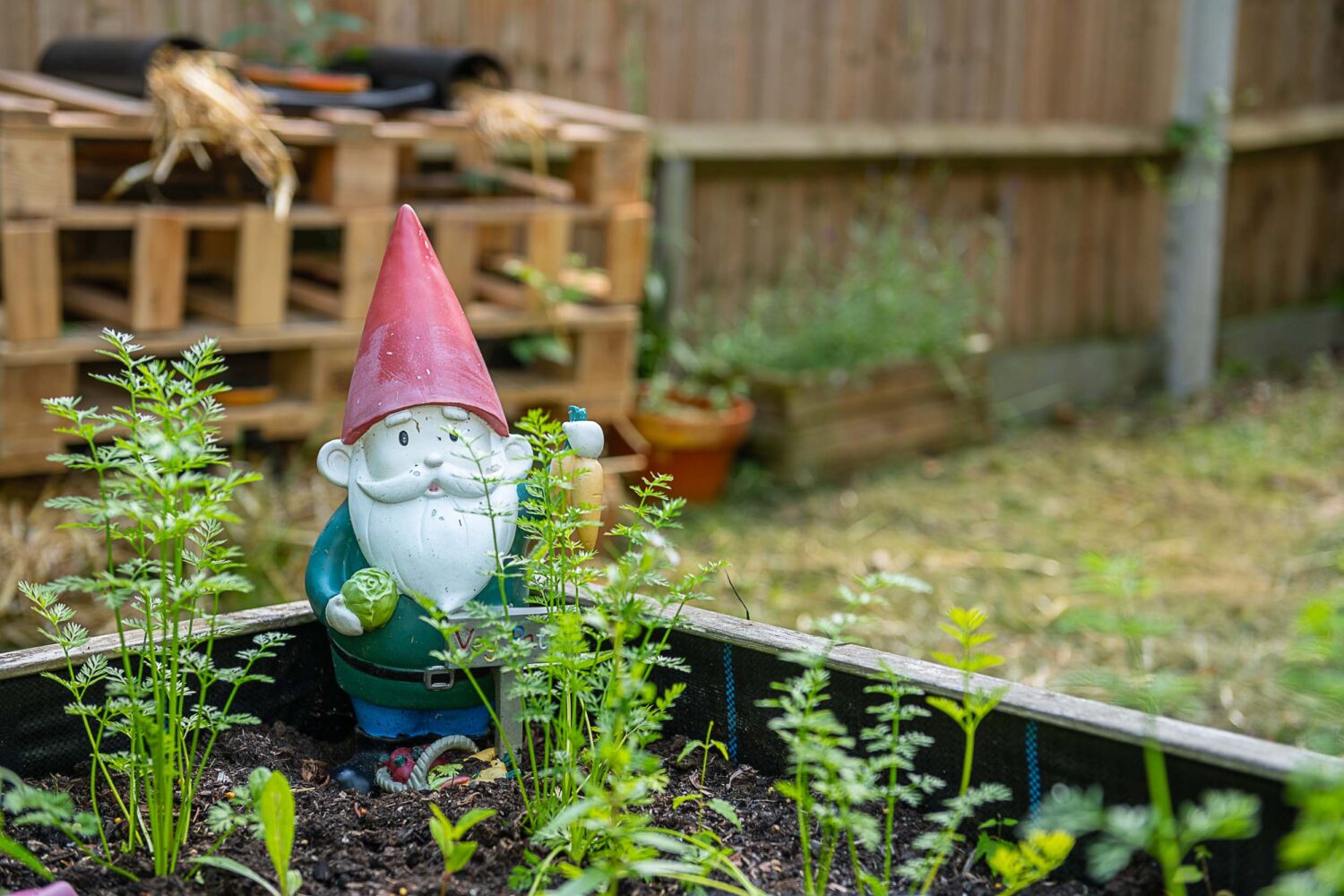 A gnome sitting between plants in a plant bed