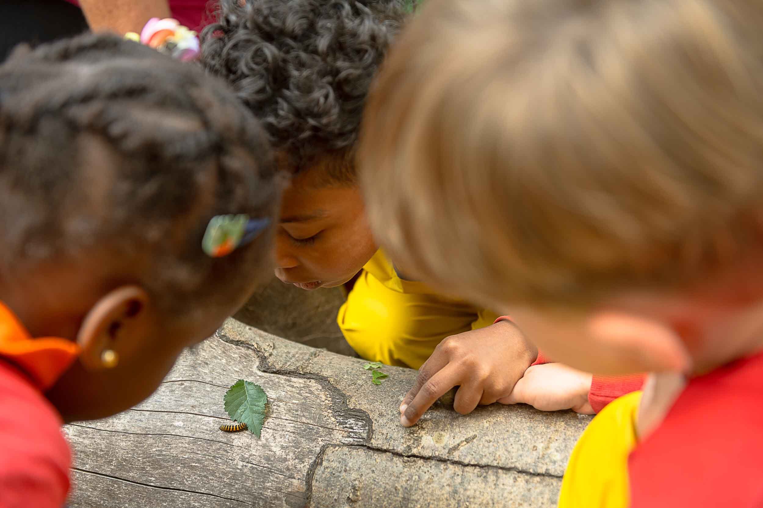 Children looking closely at a small caterpillar on a log
