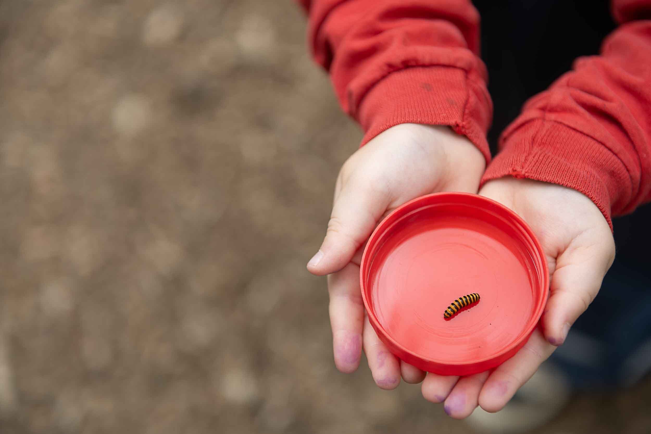 A little girl holding a small dish in her hands, inside the dish is a little caterpillar